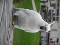 20140630jw-australia-P1170392