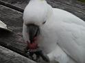 20140630jw-australia-P1170394