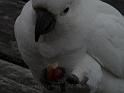 20140630jw-australia-P1170395