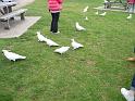 20140630jw-australia-P1170397