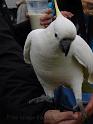 20140630jw-australia-P1170432