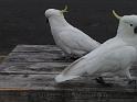 20140630jw-australia-P1170433