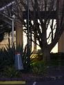 20140630jw-australia-P1180720