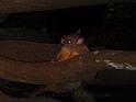 20140630jw-australia-P1180733