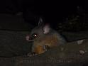 20140630jw-australia-P1180734