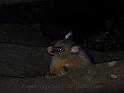 20140630jw-australia-P1180735