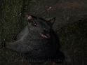 20140630jw-australia-P1180738